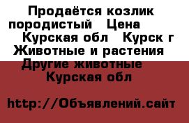 Продаётся козлик породистый › Цена ­ 1 000 - Курская обл., Курск г. Животные и растения » Другие животные   . Курская обл.